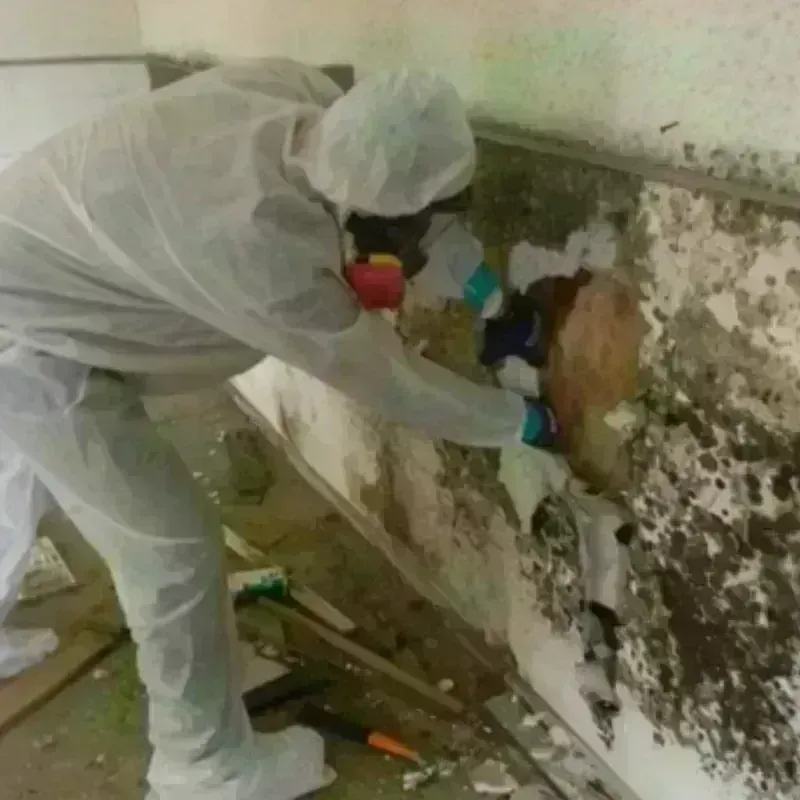 Mold Remediation and Removal in DeMotte, IN